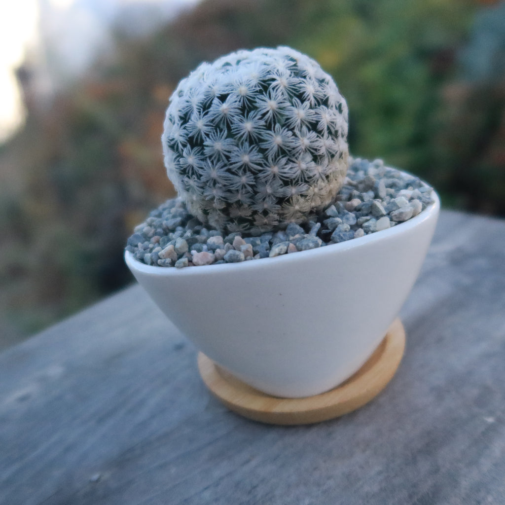 Gift Small Ceramic Succulent Pot with Drainage and Bamboo Tray- With Cactus or Succulent