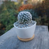 Small Ceramic Succulent Pot with Drainage and Bamboo Tray - Cactus and Flowers