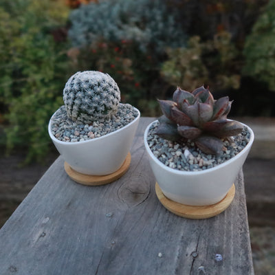 Small Ceramic Succulent Pot with Drainage and Bamboo Tray - Cactus and Flowers