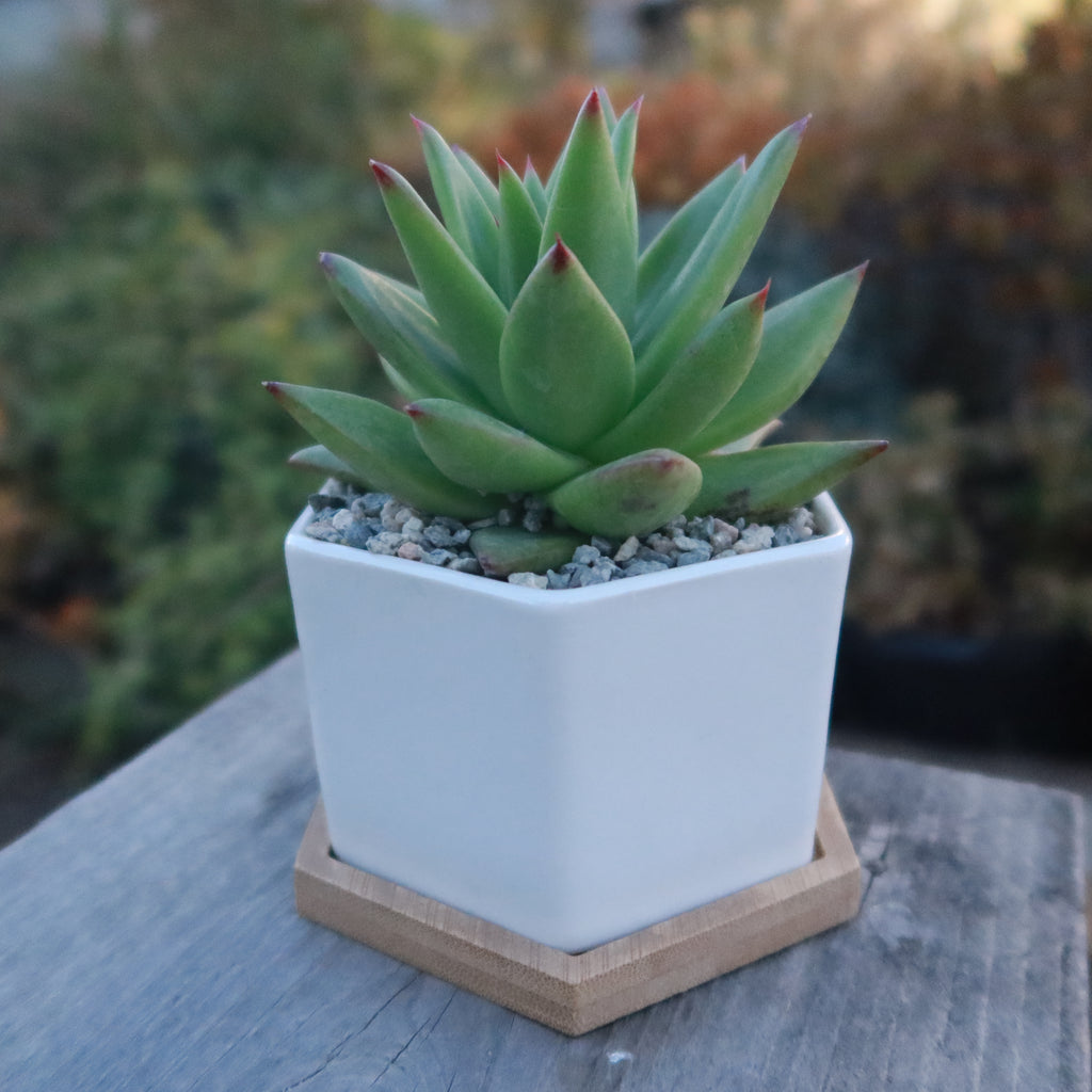 White Ceramic Succulent Planters with Bamboo Tray - Stylish Home and Office Decor