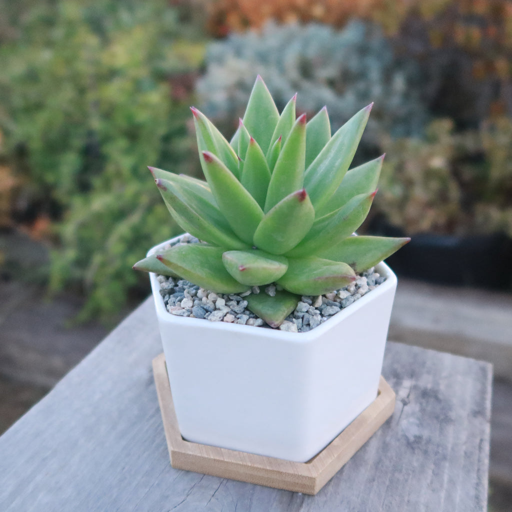 Gift White Ceramic Succulent Planters with Bamboo Tray with Cactus or Succulent