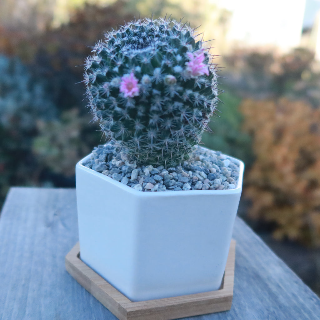 White Ceramic Succulent Planters with Bamboo Tray - Stylish Home and Office Decor