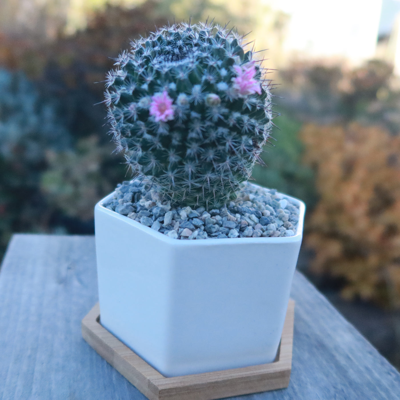 white pots for succulents White Ceramic Succulent Planters with Bamboo Tray
