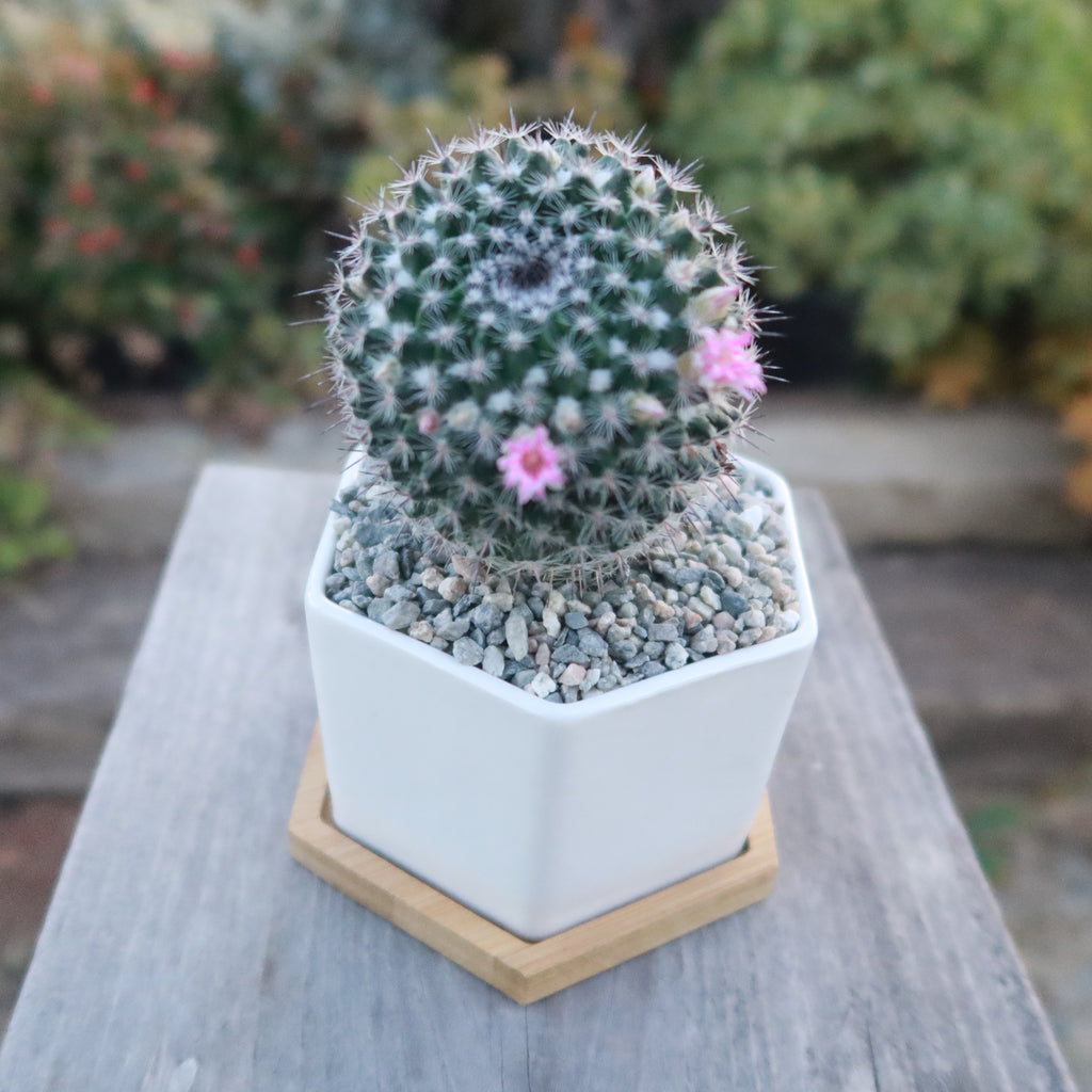 Gift White Ceramic Succulent Planters with Bamboo Tray with Cactus or Succulent