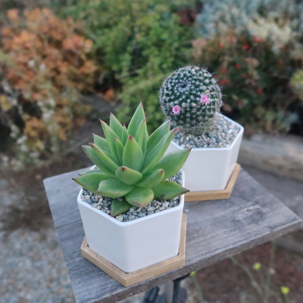Gift White Ceramic Succulent Planters with Bamboo Tray with Cactus or Succulent