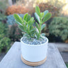 Mini White Ceramic Cactus Planter with Drainage Hole and Bamboo Tray