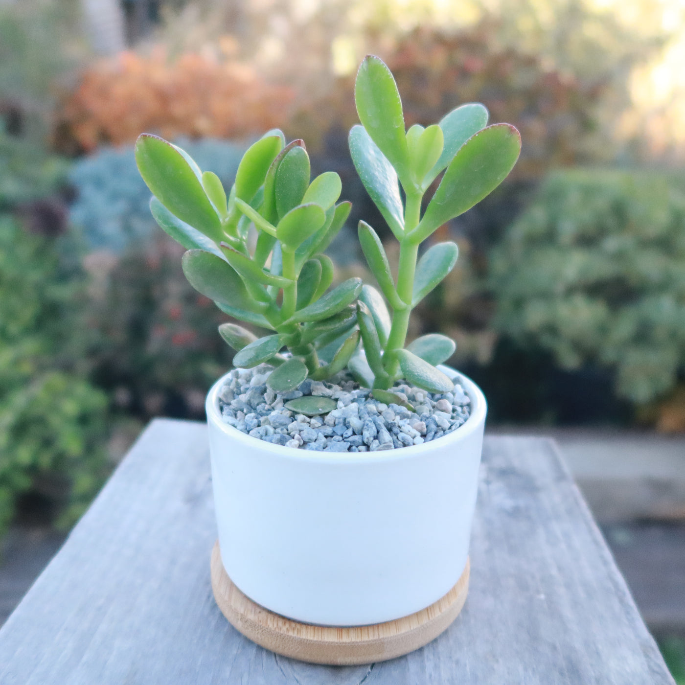 live mini succulent plants Live Cactus or Succulent in White Ceramic Planter with Bamboo Tray – Planet Desert