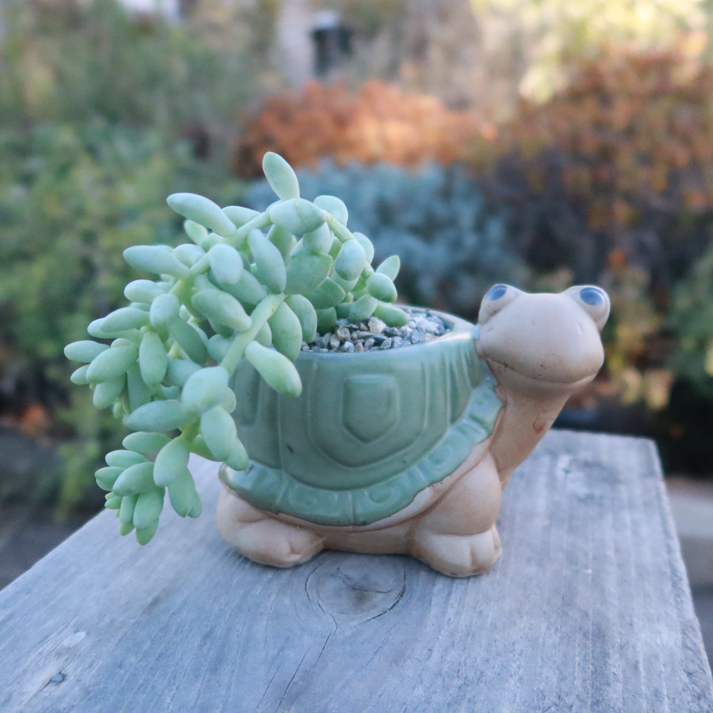 turtle planter pot Gift Ceramic Animal Planters for Indoor With Cactus or Succulent 4" Snail / w/ Cactus