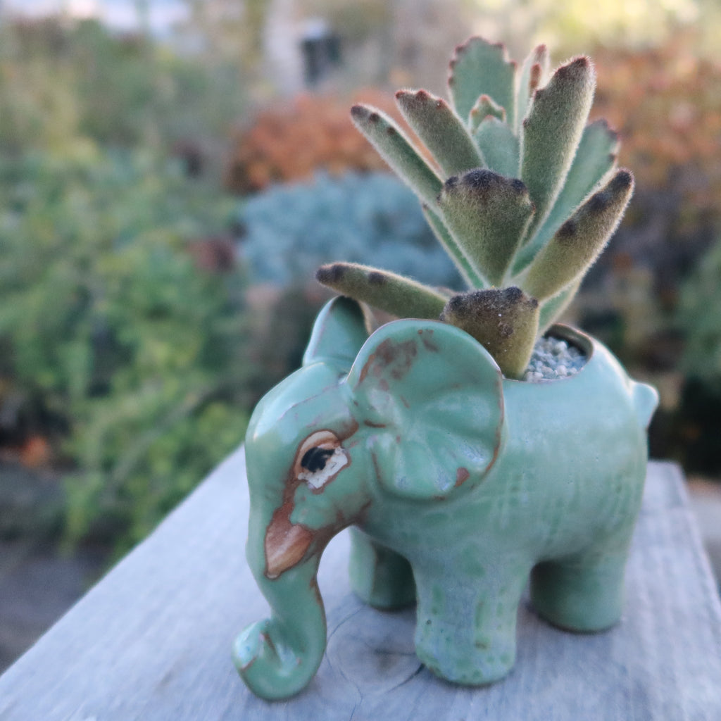 Gift Ceramic Animal Planters for Indoor With Cactus or Succulent