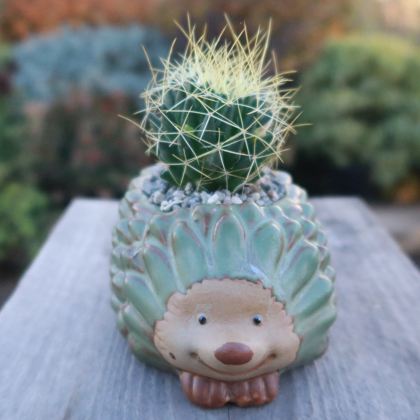 animal succulent planters Gift Ceramic Animal Planters for Indoor With Cactus or Succulent 4" Snail / w/ Cactus