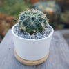 Mini White Ceramic Cactus Planter with Drainage Hole and Bamboo Tray