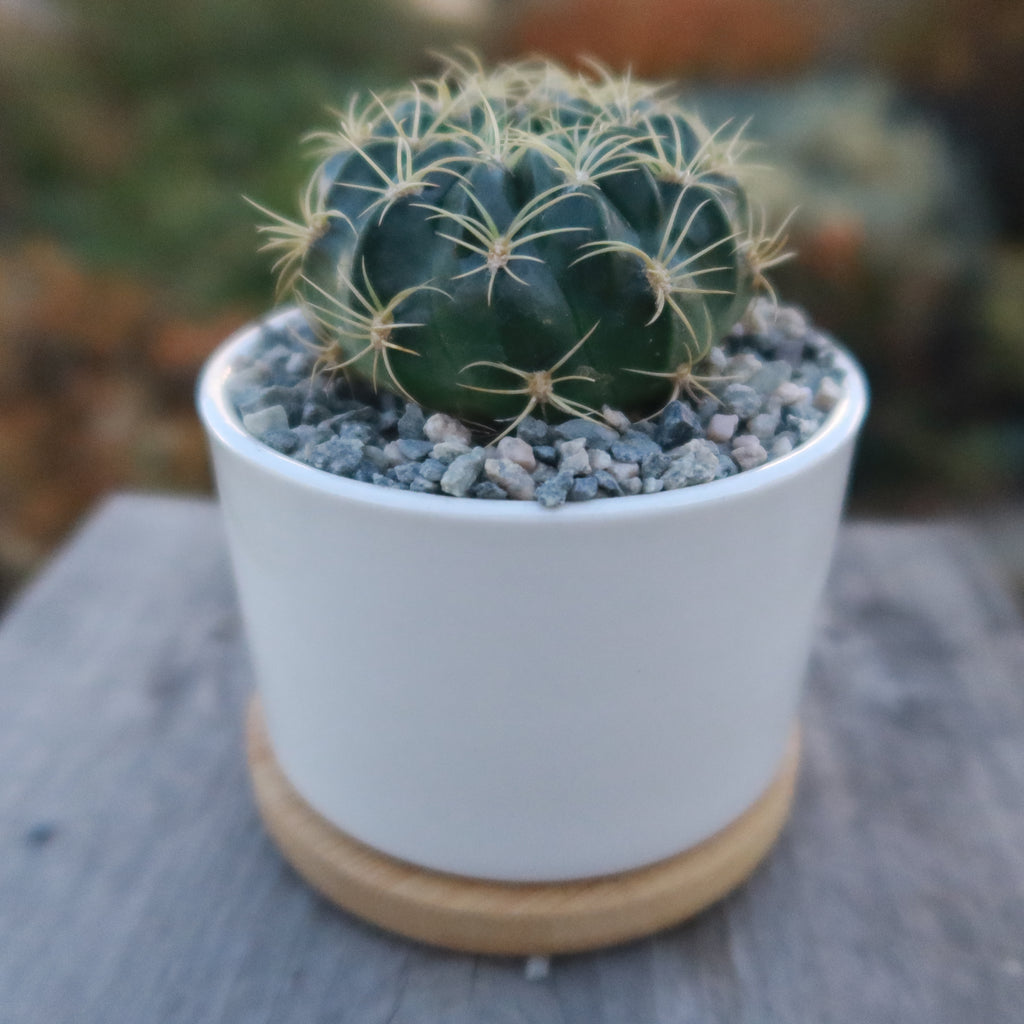 Live Cactus or Succulent in White Ceramic Planter with Bamboo Tray