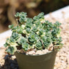 Showy Stonecrop - Sedum &