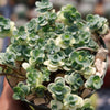 Showy Stonecrop - Sedum &