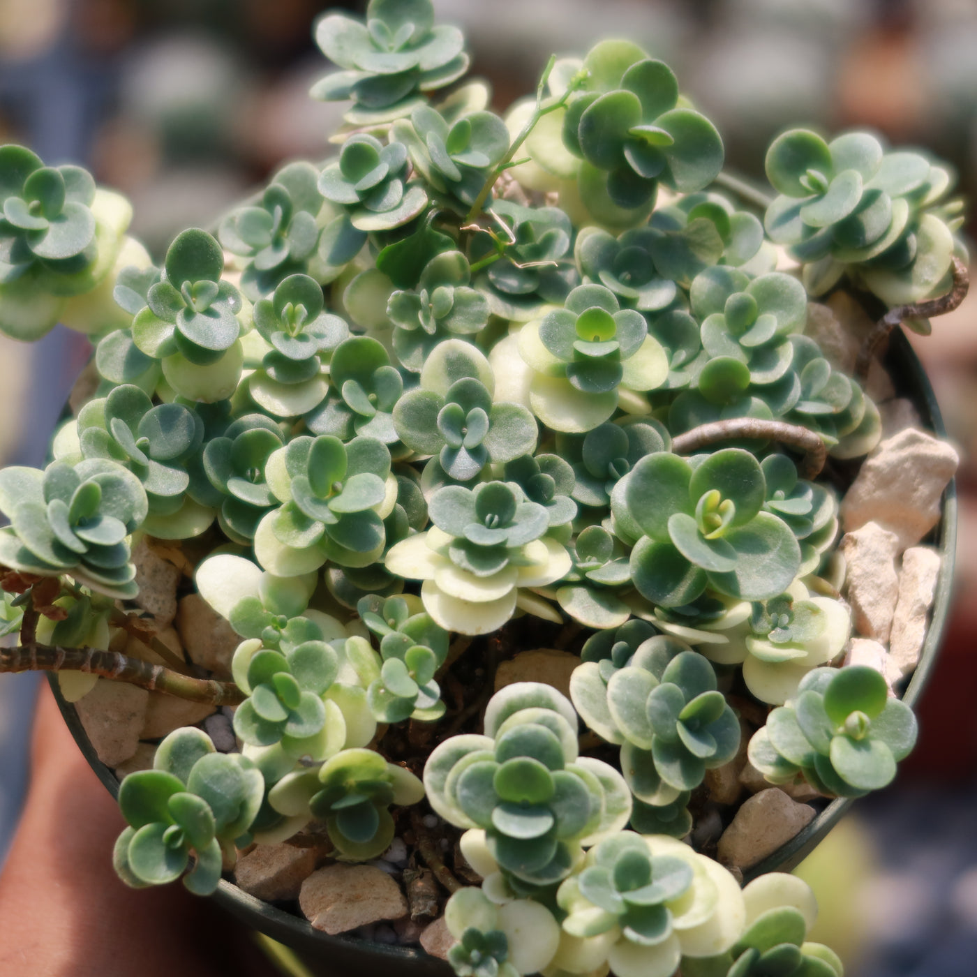 Showy Stonecrop - Sedum 'Sunsparkler Lime Twister'