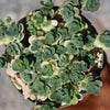 Showy Stonecrop - Sedum &