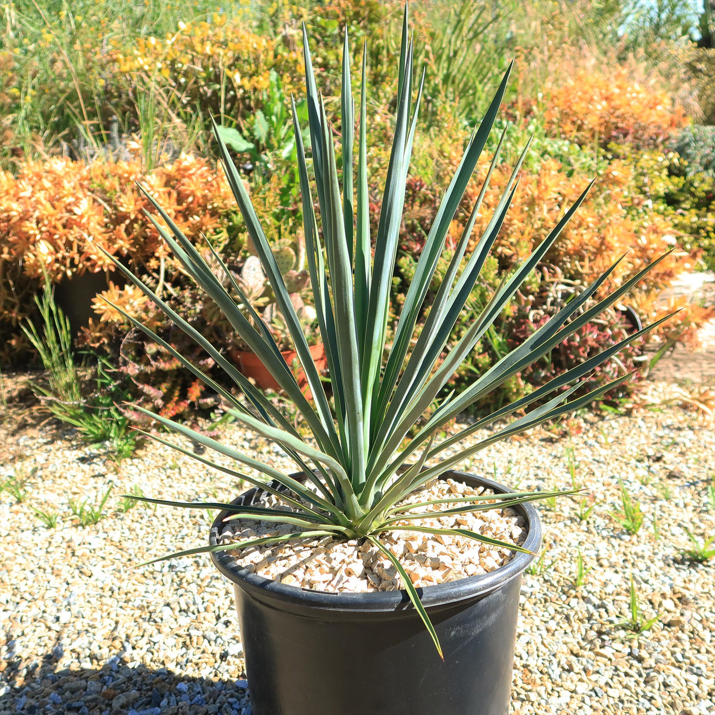 Yucca Blue Sentry