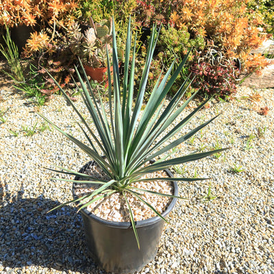 Yucca Blue Sentry