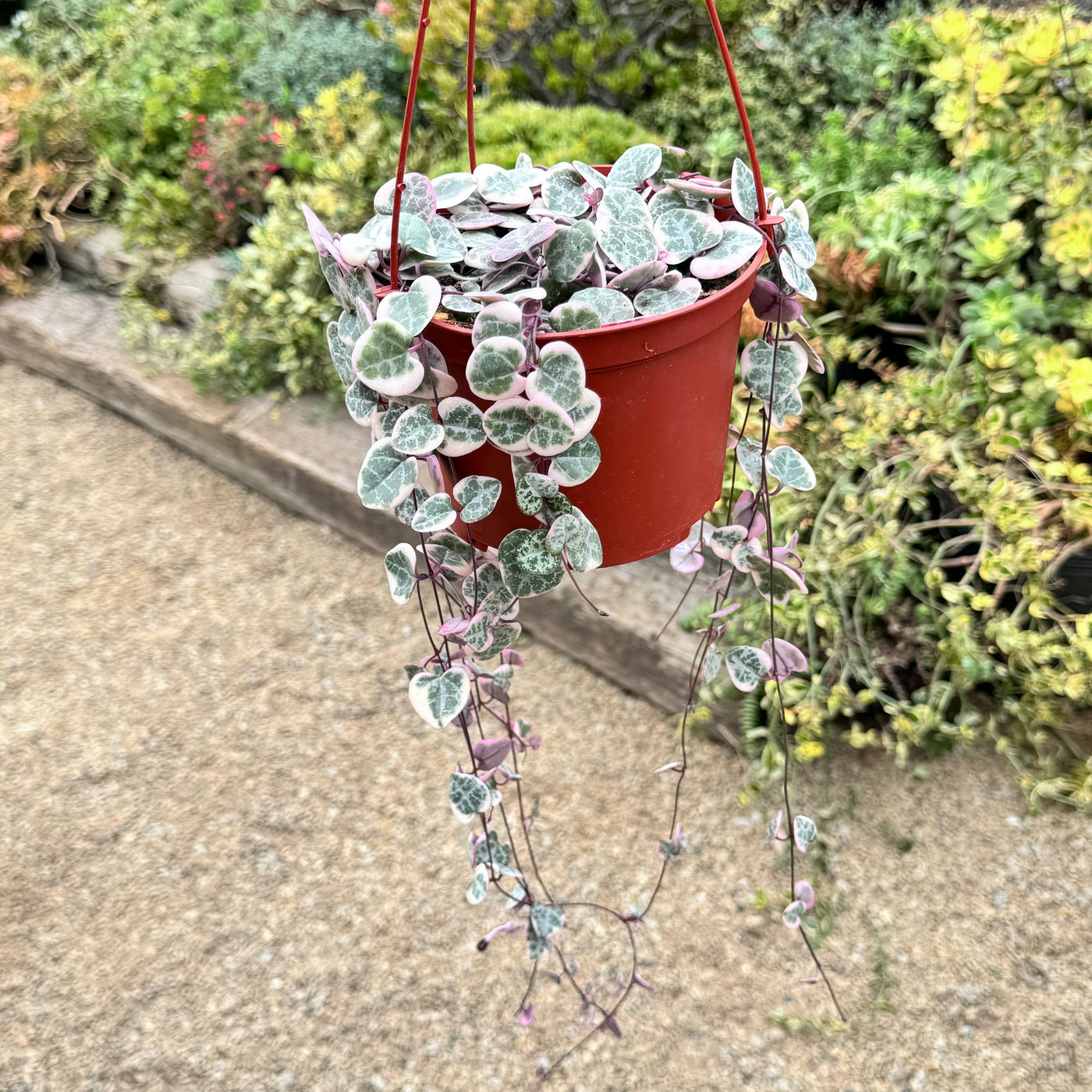 Variegated String of Hearts 'Ceropegia Woodii Variegata'