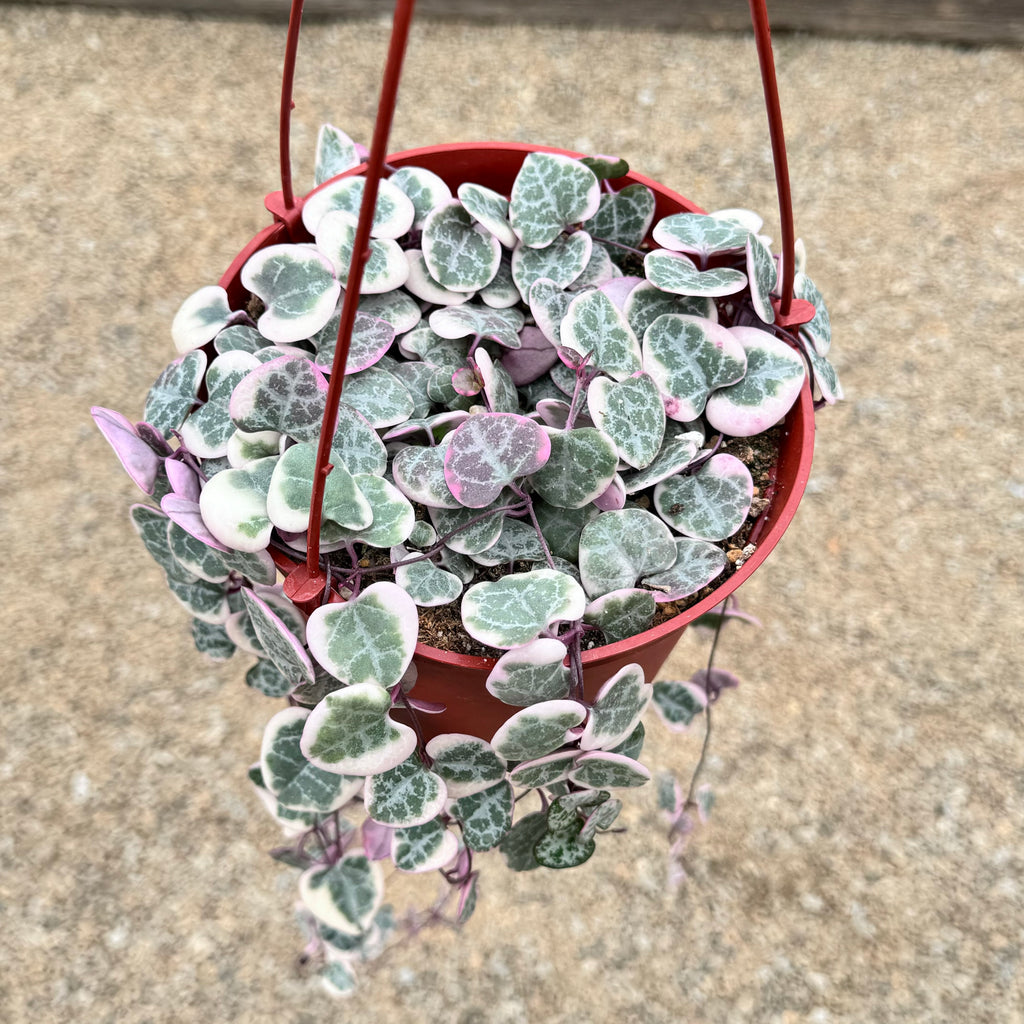Variegated String of Hearts &