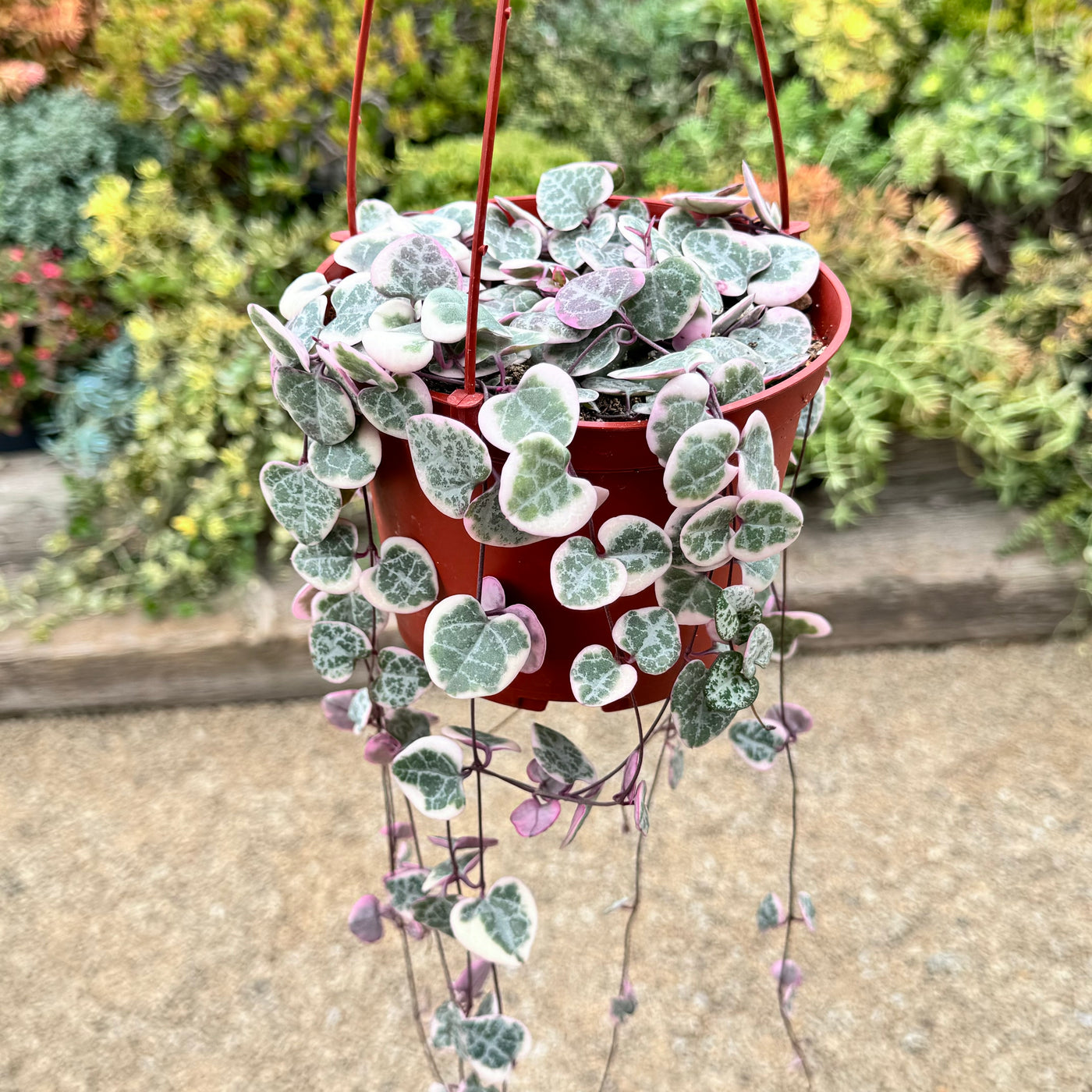 string of hearts succulent Variegated String of Hearts 'Ceropegia Woodii Variegata'
