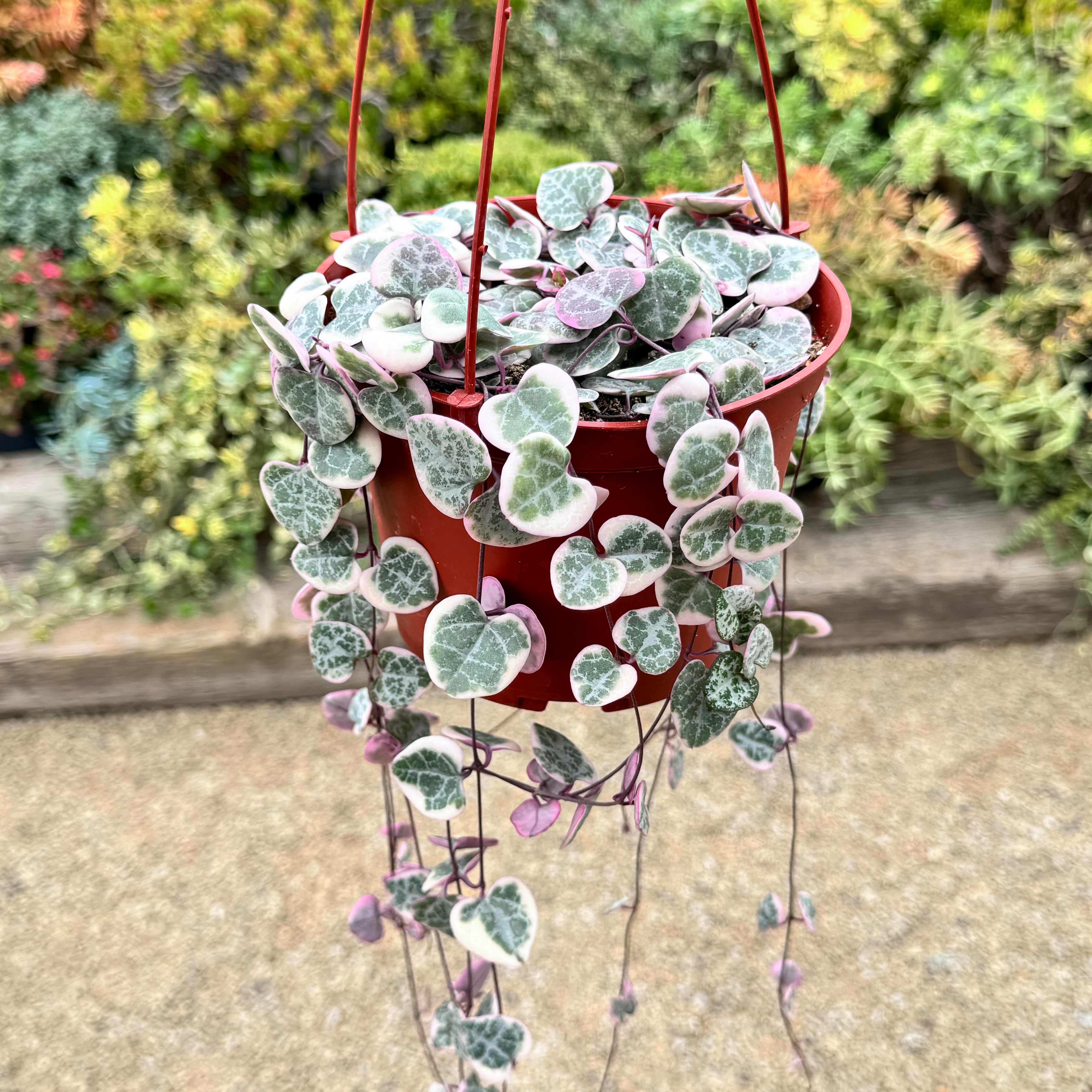 Variegated String of Hearts 'Ceropegia Woodii Variegata'