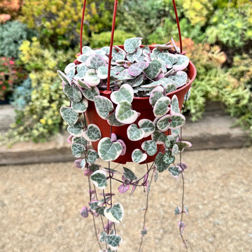 Ceropegia Woodii () Ceropegia Woodii