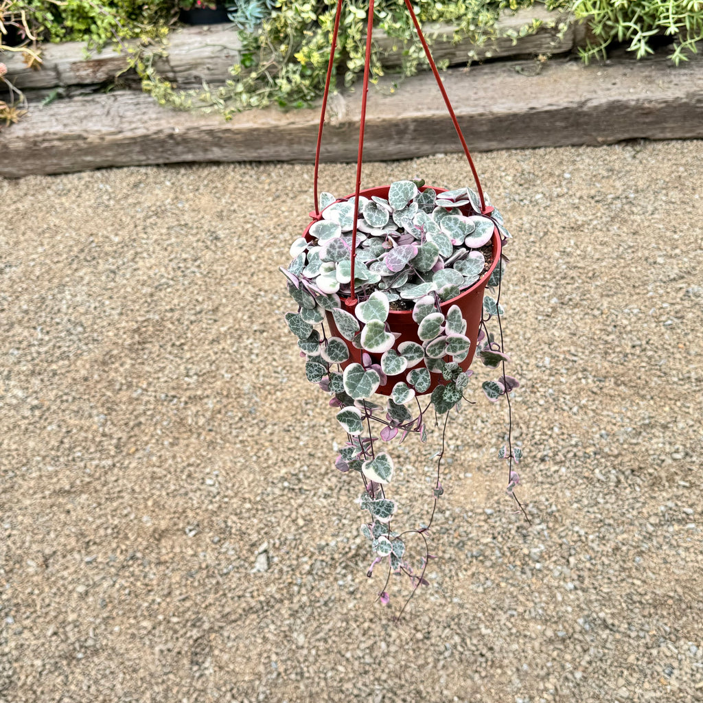 Variegated String of Hearts &