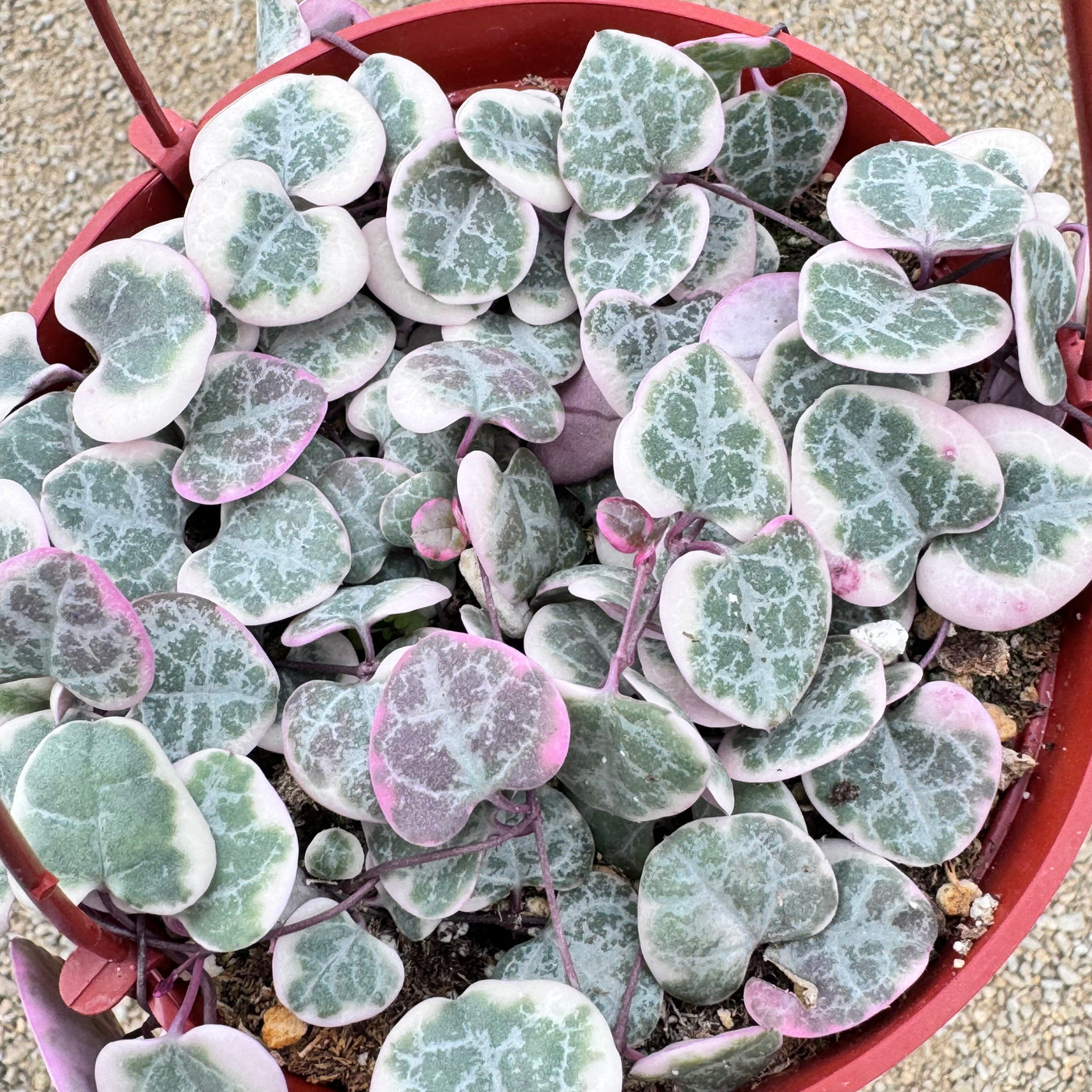 variegated heart succulent Shop 'Variegated String of Hearts 'Ceropegia Woodii Variegata' Care & Growing Guide
