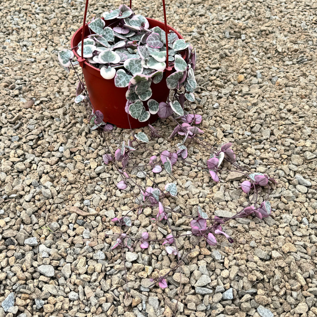 Variegated String of Hearts &