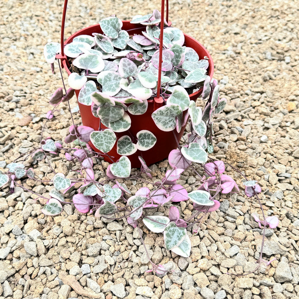 Variegated String of Hearts &