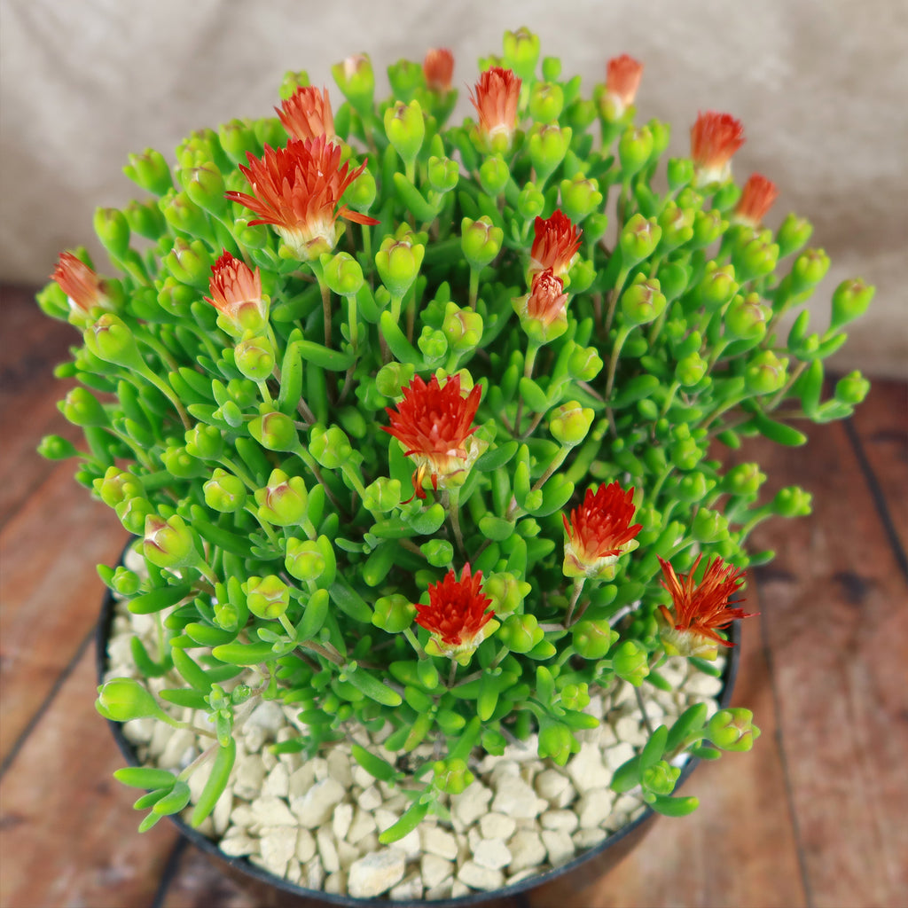 Royal Dewflower ‘Drosanthemum speciosum Embers’