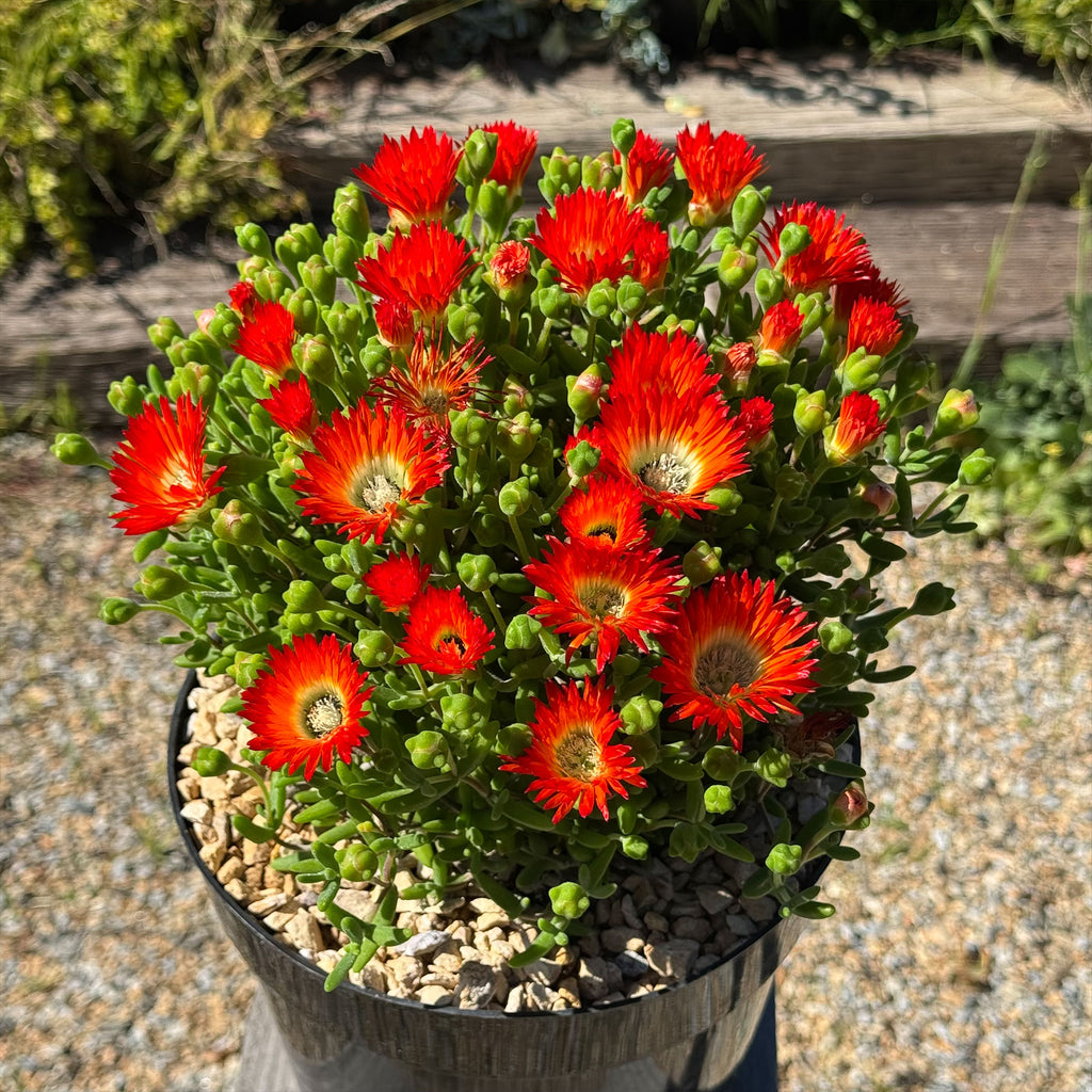 Royal Dewflower ‘Drosanthemum speciosum Embers’
