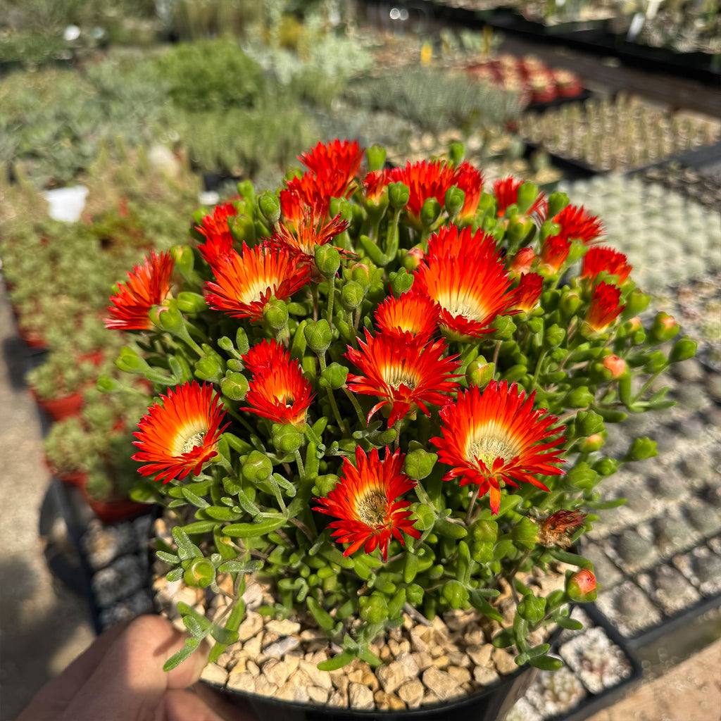 Royal Dewflower ‘Drosanthemum speciosum Embers’