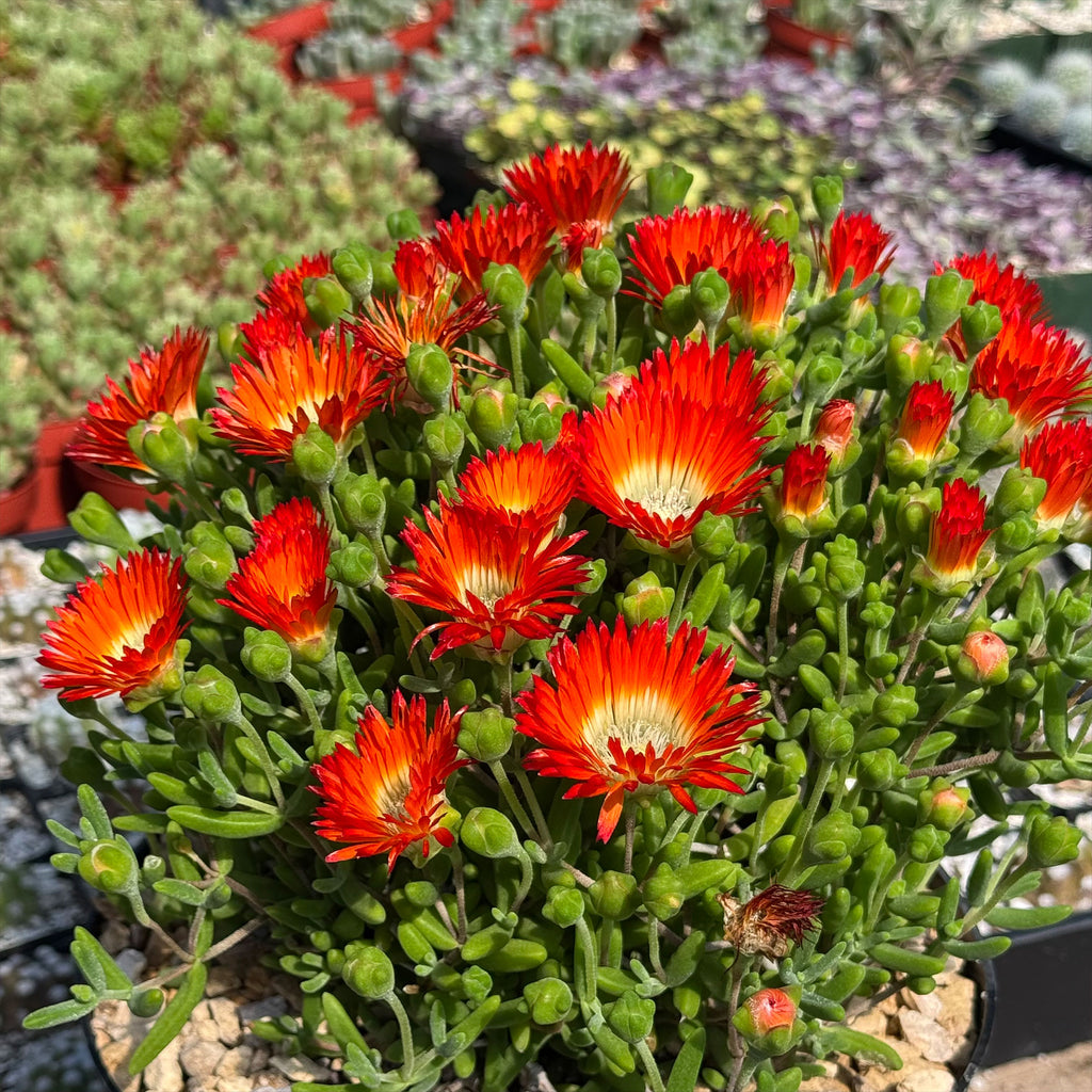 Royal Dewflower ‘Drosanthemum speciosum Embers’