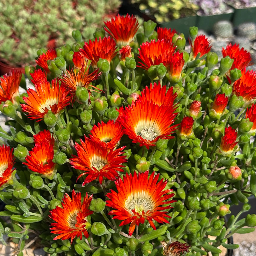 Royal Dewflower ‘Drosanthemum speciosum Embers’