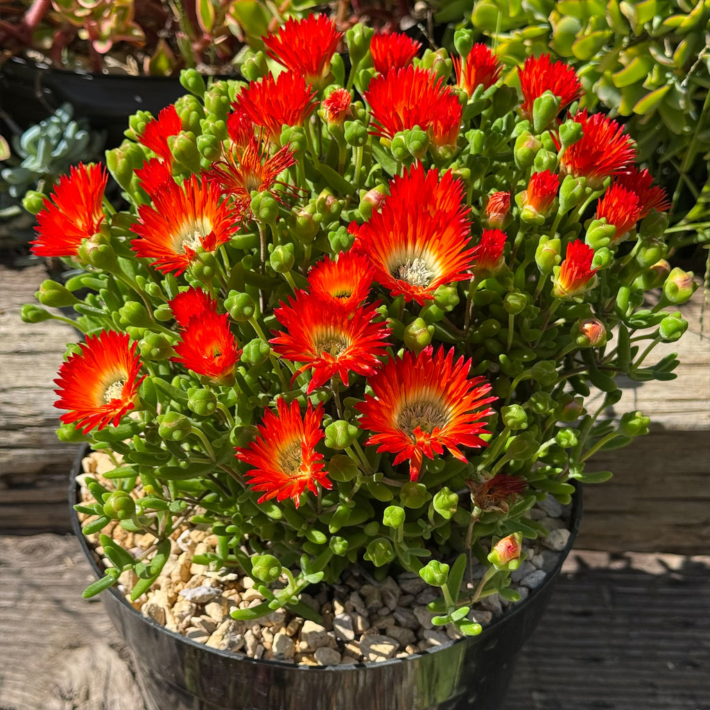 Royal Dewflower ‘Drosanthemum speciosum Embers’