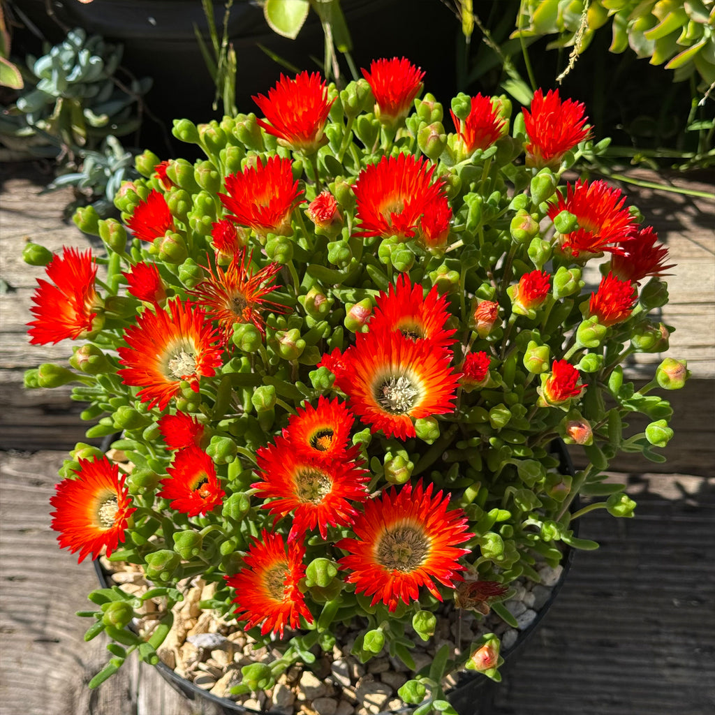 Royal Dewflower ‘Drosanthemum speciosum Embers’