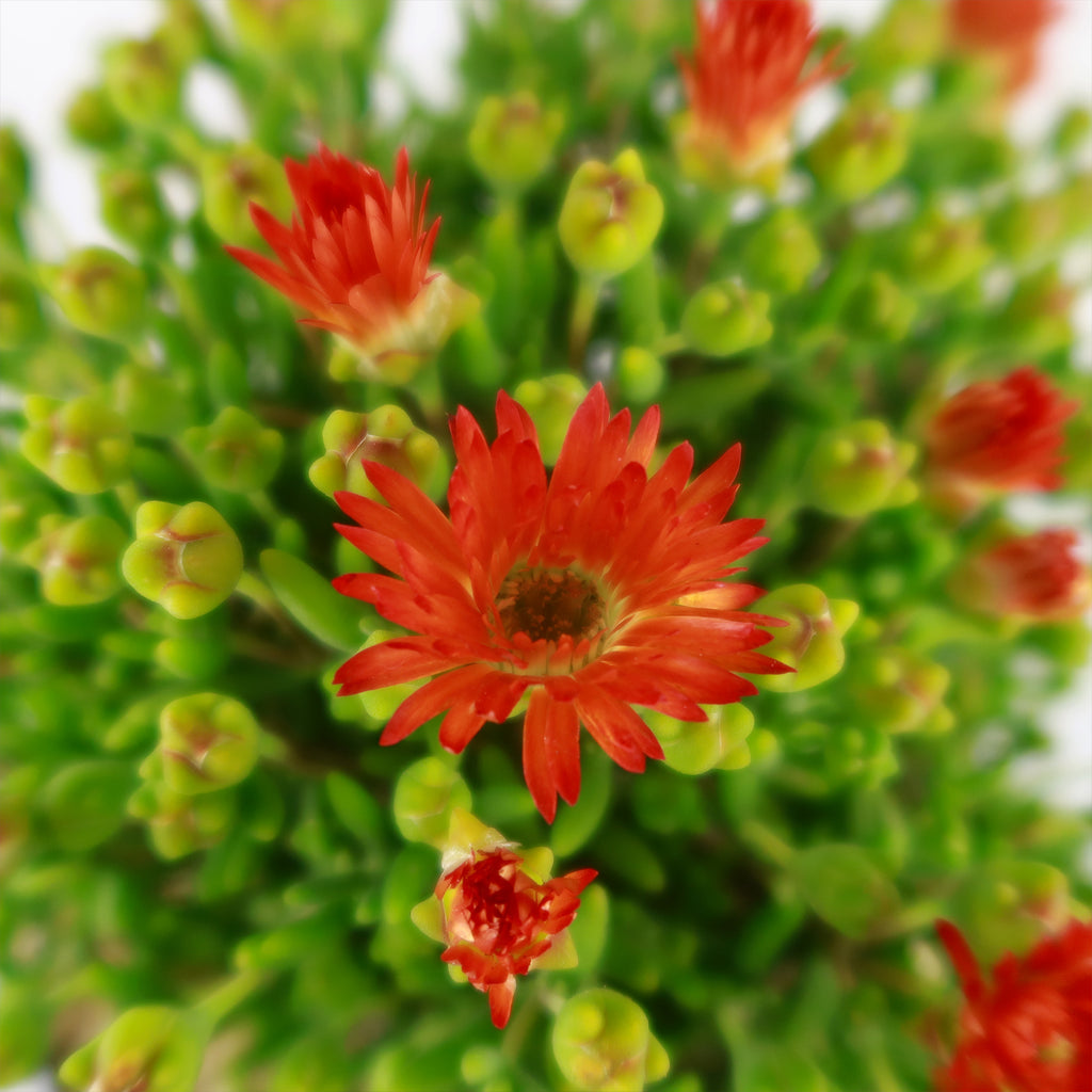 Royal Dewflower ‘Drosanthemum speciosum Embers’