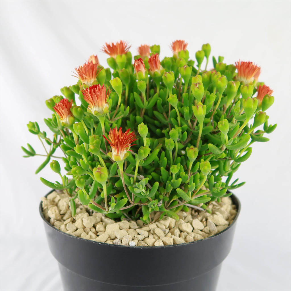 Royal Dewflower ‘Drosanthemum speciosum Embers’