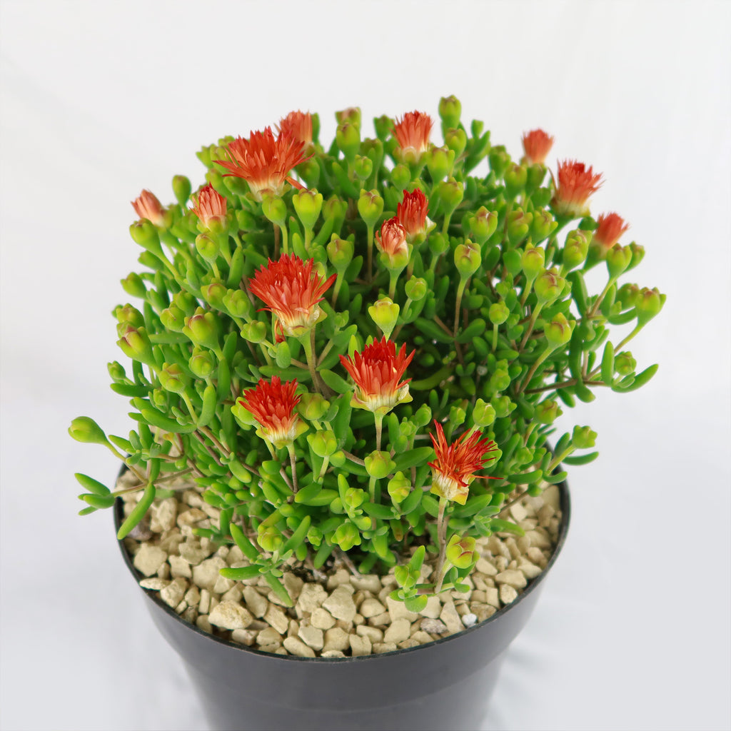 Royal Dewflower ‘Drosanthemum speciosum Embers’