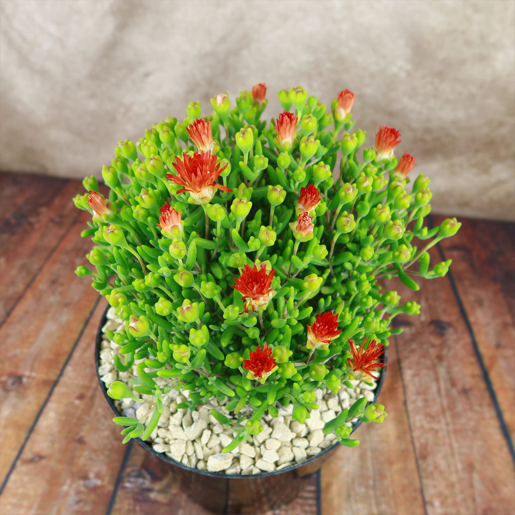 Royal Dewflower ‘Drosanthemum speciosum Embers’