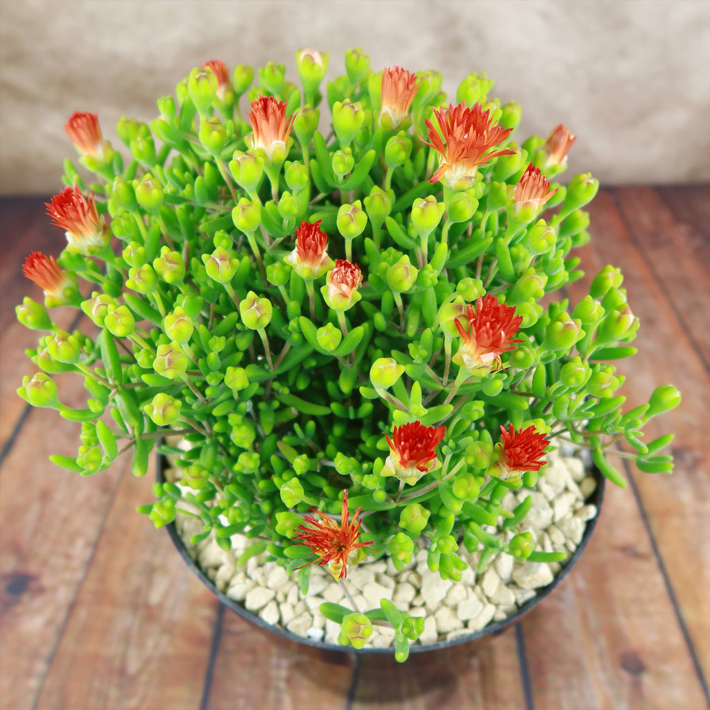 Royal Dewflower ‘Drosanthemum speciosum Embers’