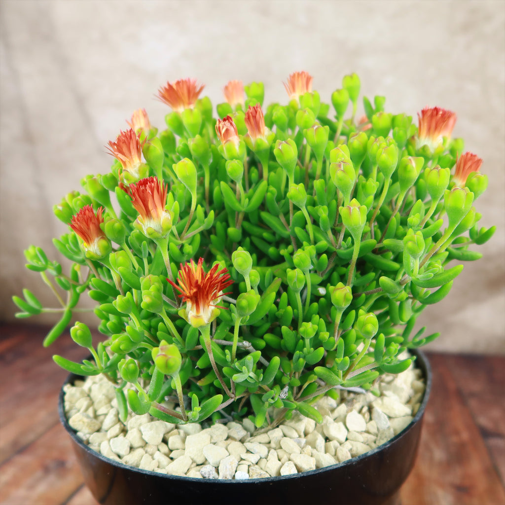 Royal Dewflower ‘Drosanthemum speciosum Embers’