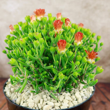 Royal Dewflower 'Drosanthemum speShop 'Drosanthemum speciosum Embers' Care  & Growing Guide