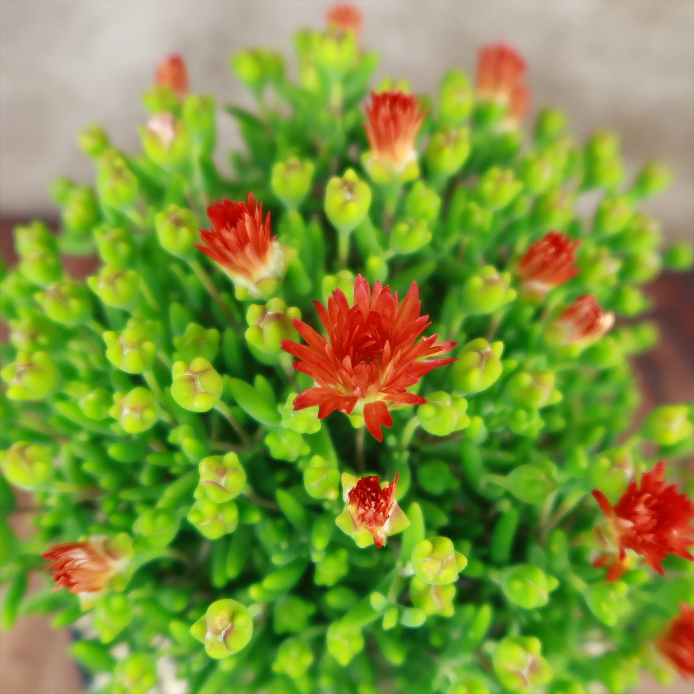 succulent with red blooms Royal Dewflower 'Drosanthemum speShop 'Drosanthemum speciosum Embers' Care & Growing Guide