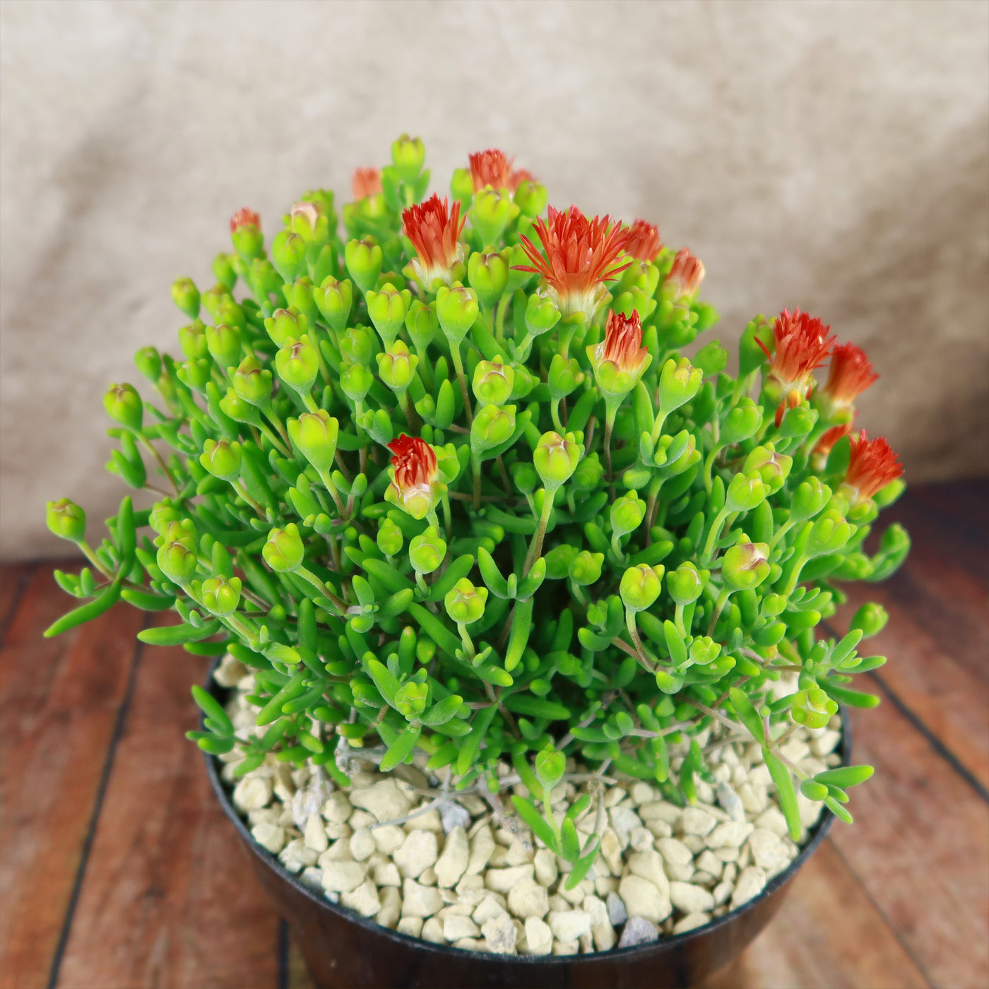succulent with bright red flowers Royal Dewflower 'Drosanthemum speShop 'Drosanthemum speciosum Embers' Care & Growing Guide
