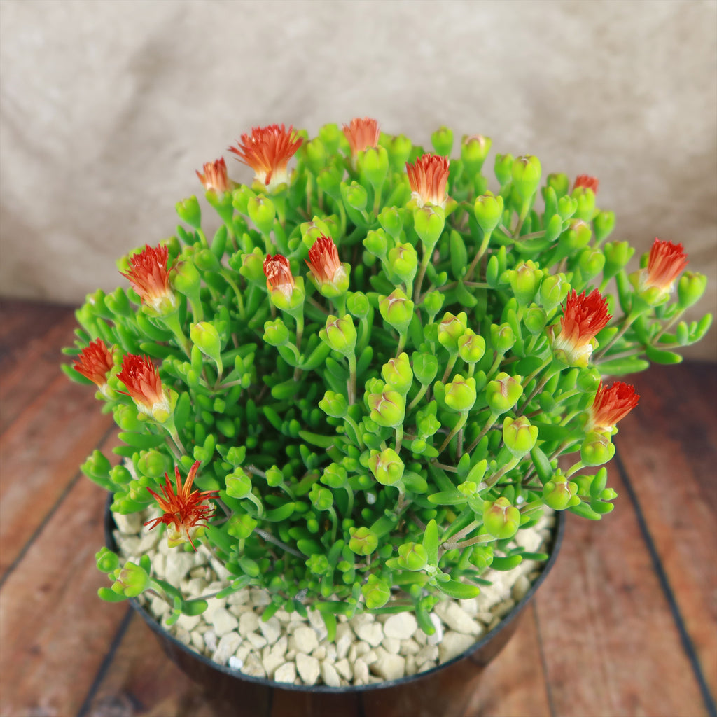 Royal Dewflower ‘Drosanthemum speciosum Embers’