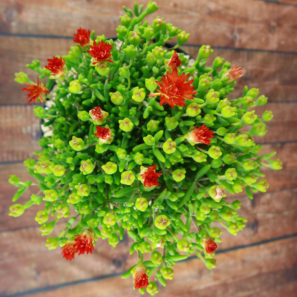 Royal Dewflower ‘Drosanthemum speciosum Embers’