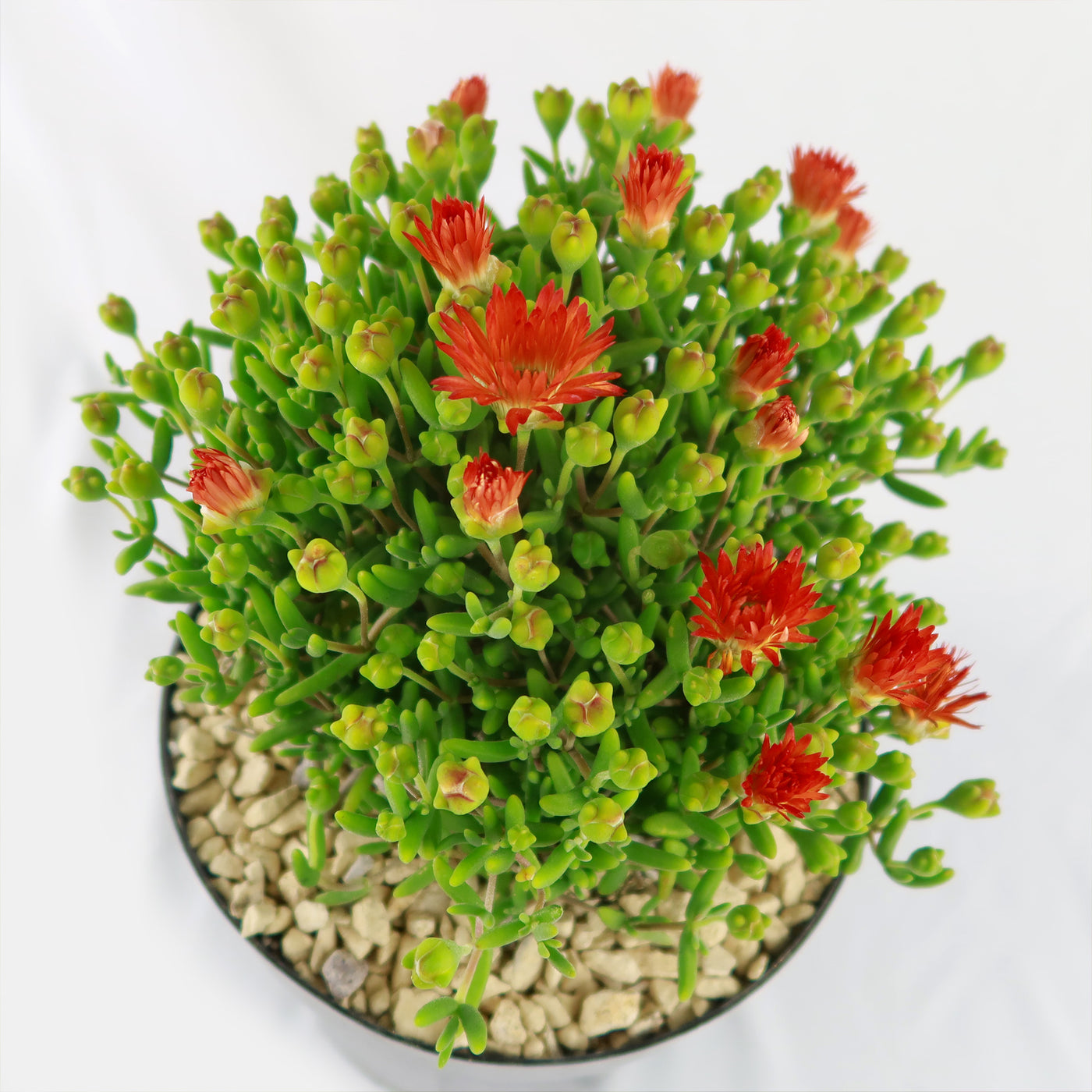 succulent with red and yellow flowers Royal Dewflower 'Drosanthemum speShop 'Drosanthemum speciosum Embers' Care & Growing Guide